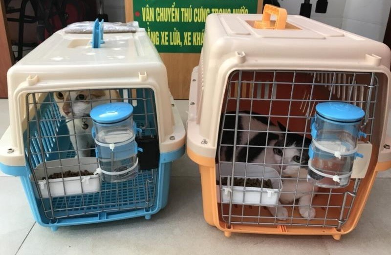 Dịch vụ gửi thú cưng từ Hà Nội đi TPHCM an toàn và yêu thương