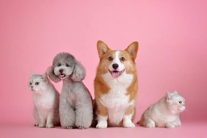 Dịch vụ gửi thú cưng từ Hà Nội đi TPHCM an toàn và yêu thương